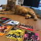 My cat joined me for a bit, if only to judge me for my strategy.